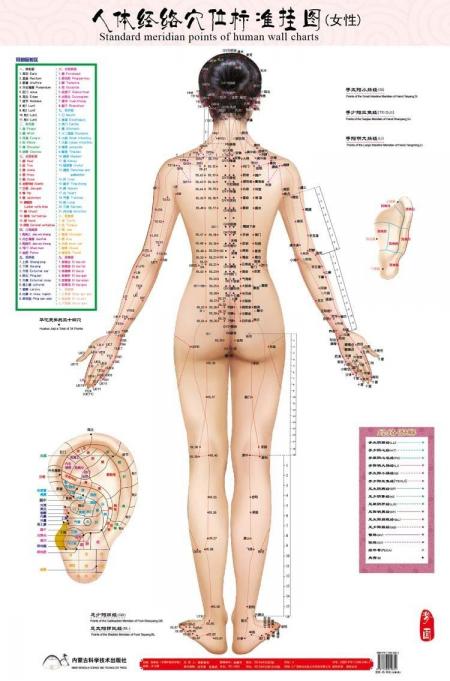 Points m ridiens standard de la carte murale humaine acupuncture f minine point de massage carte